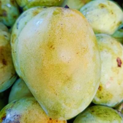 Mangga Indramayu
