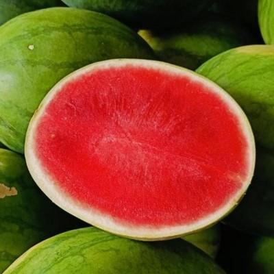 https://haribuah.webservers.my.id/Semangka Merah Non BIJI